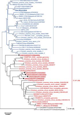 Genetic heterogeneity of chicken anemia virus isolated in selected Egyptian provinces as a preliminary investigation